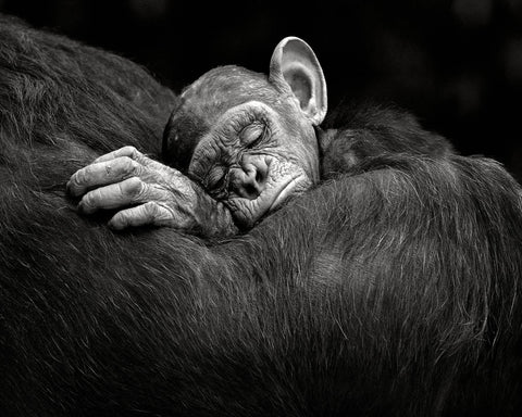 Baby Chimp Tender Rest