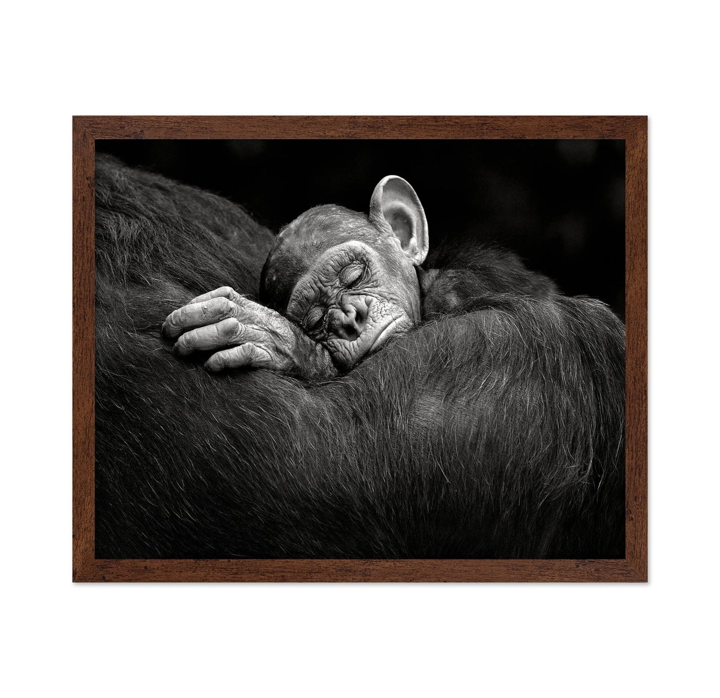 Baby Chimp Tender Rest