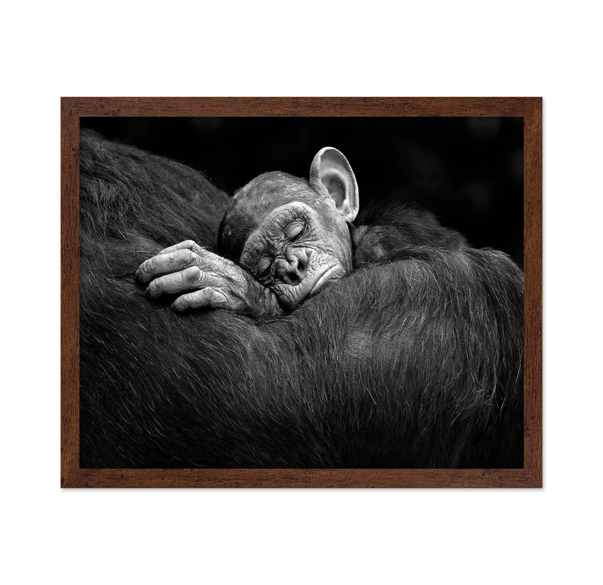 Baby Chimp Tender Rest