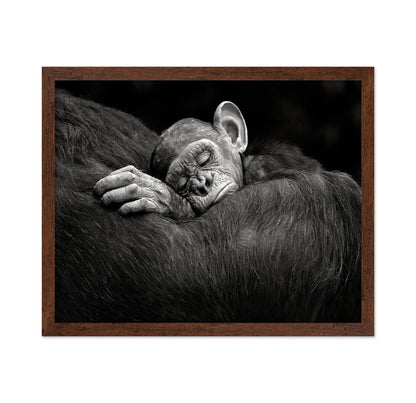Baby Chimp Tender Rest