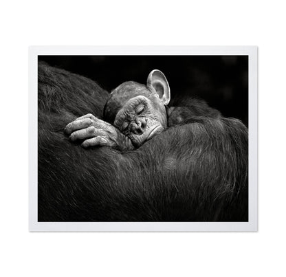 Baby Chimp Tender Rest