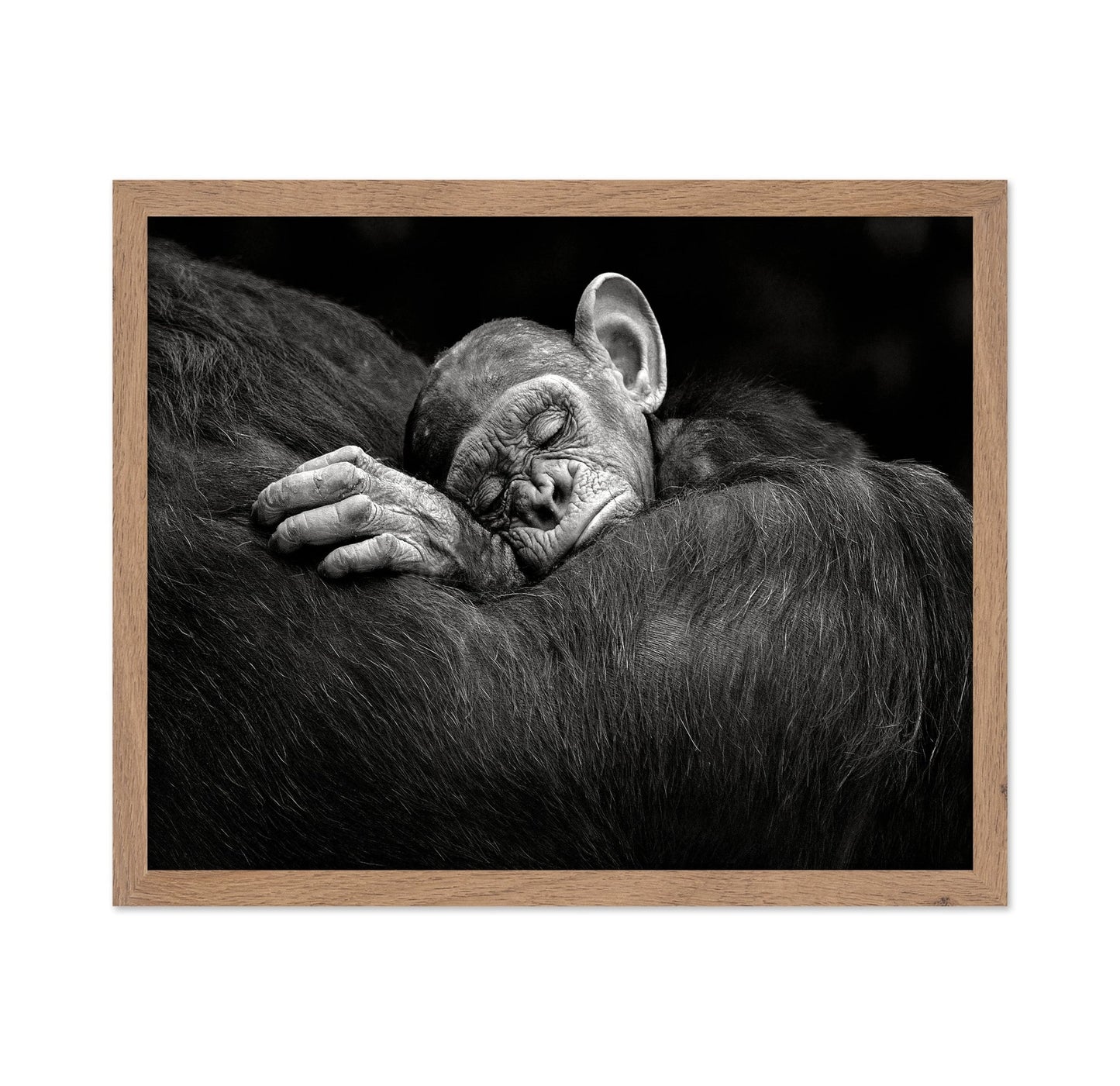 Baby Chimp Tender Rest