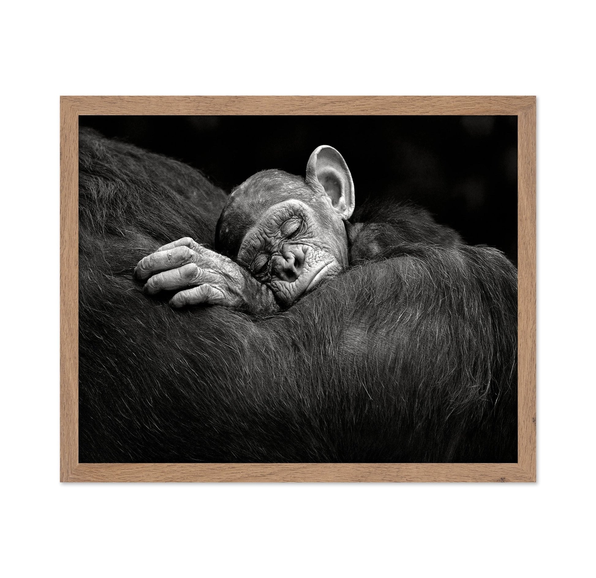 Baby Chimp Tender Rest
