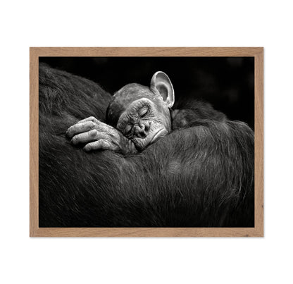 Baby Chimp Tender Rest
