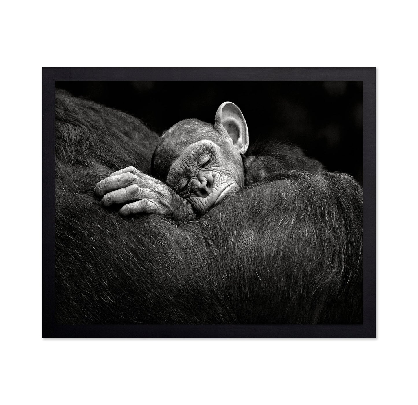 Baby Chimp Tender Rest