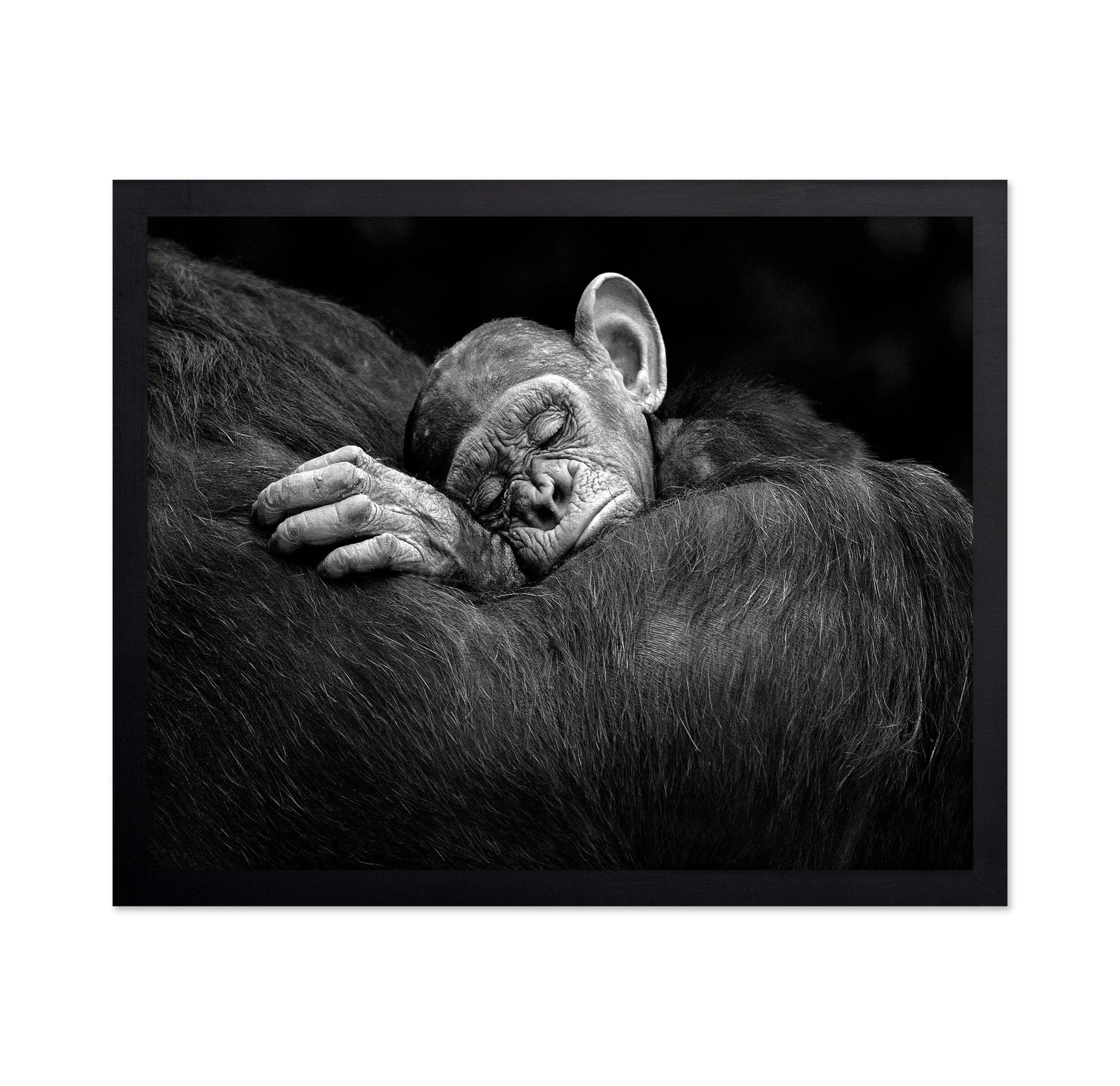 Baby Chimp Tender Rest