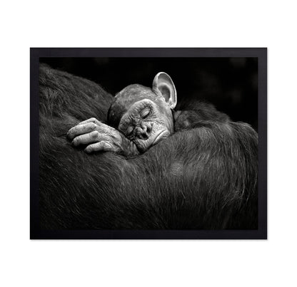 Baby Chimp Tender Rest