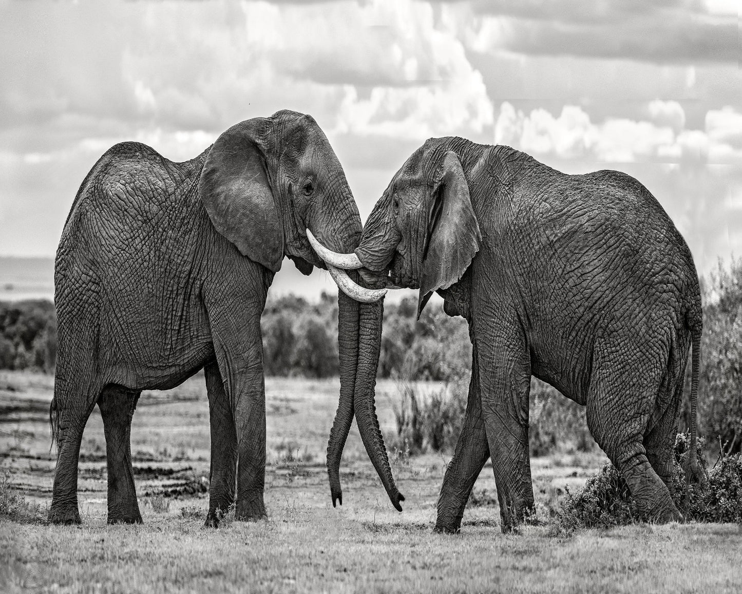 Elephants Gentle Bond