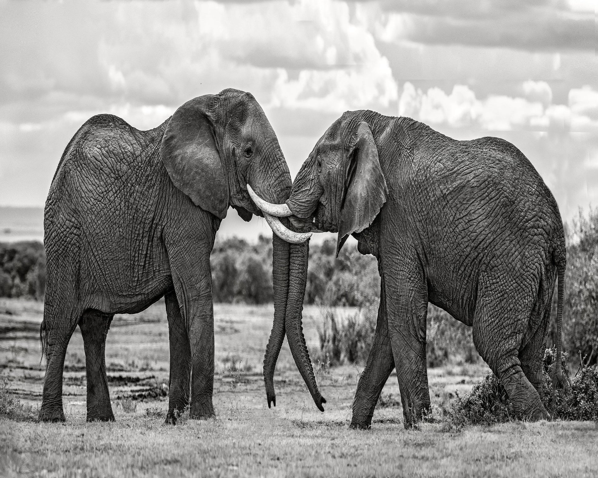 Elephants Gentle Bond