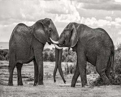 Elephants Gentle Bond