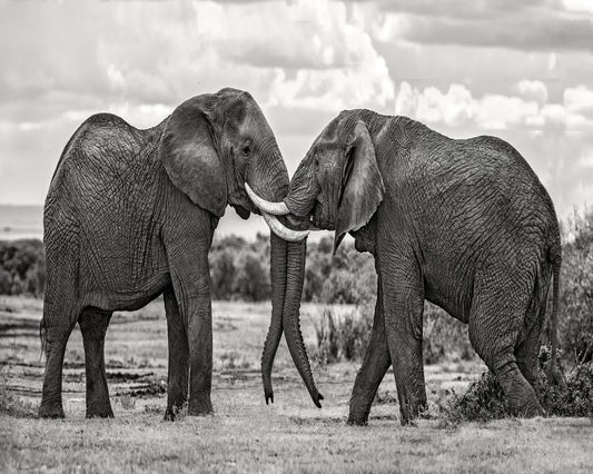 Elephants Gentle Bond