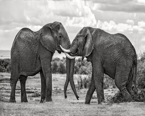 Elephants Gentle Bond