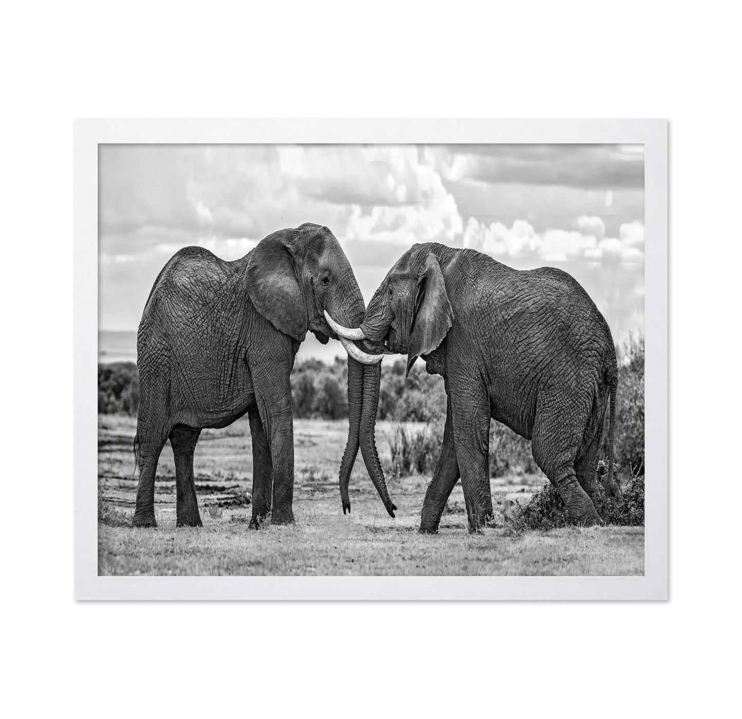 Elephants Gentle Bond