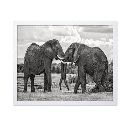 Elephants Gentle Bond