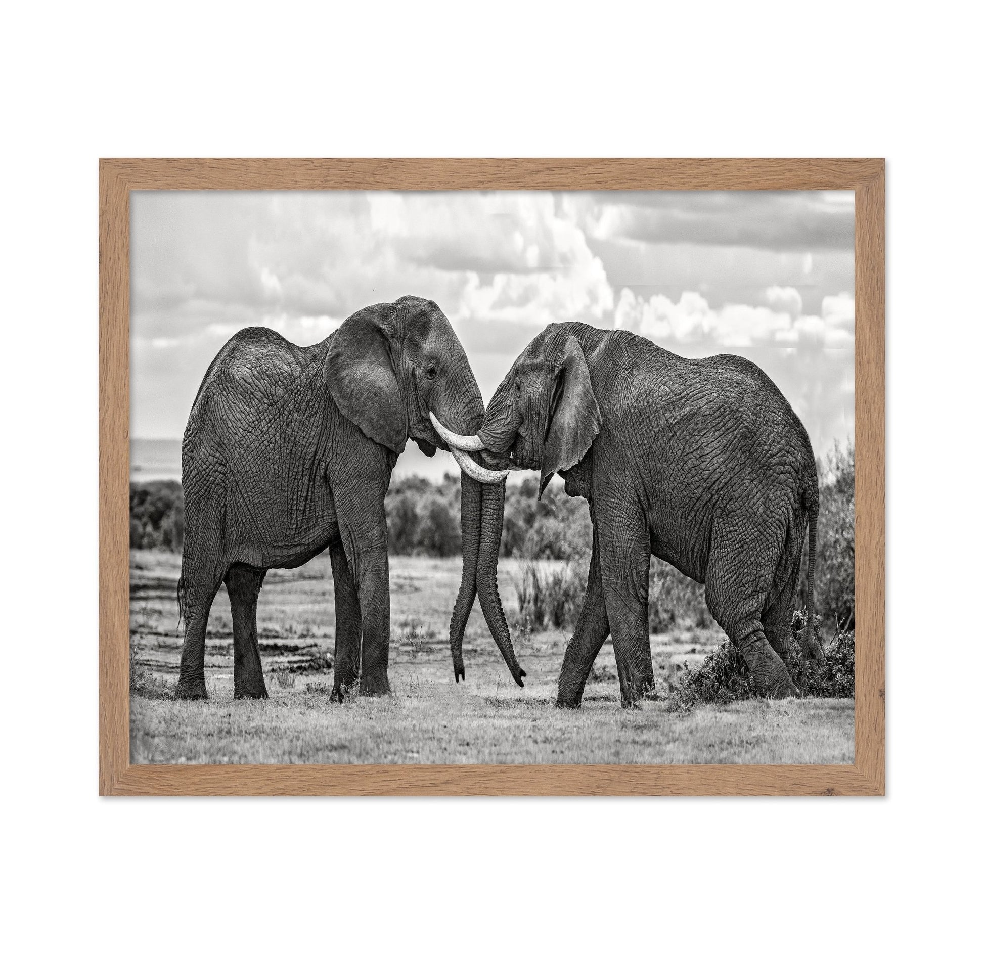 Elephants Gentle Bond