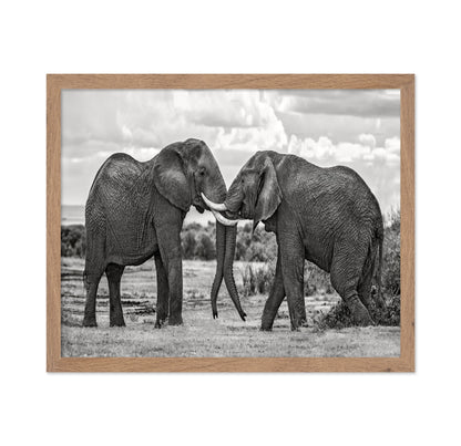 Elephants Gentle Bond