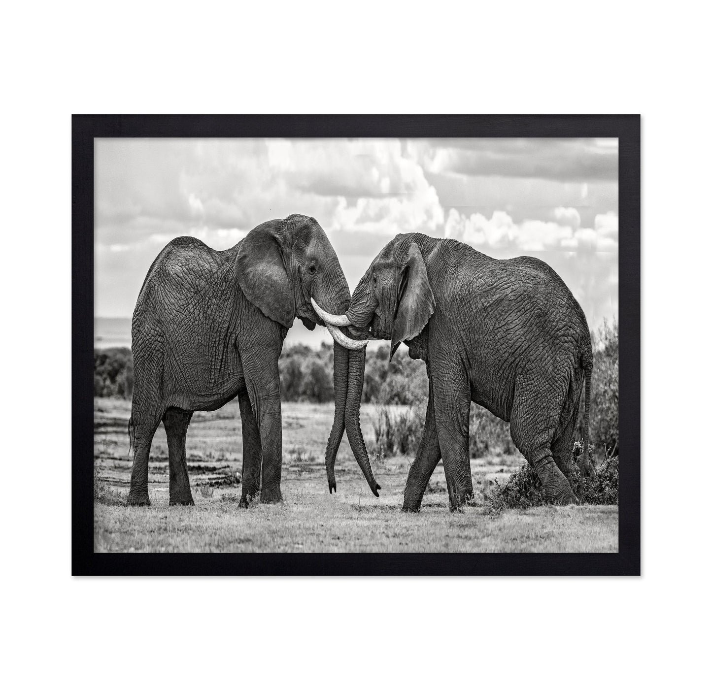 Elephants Gentle Bond