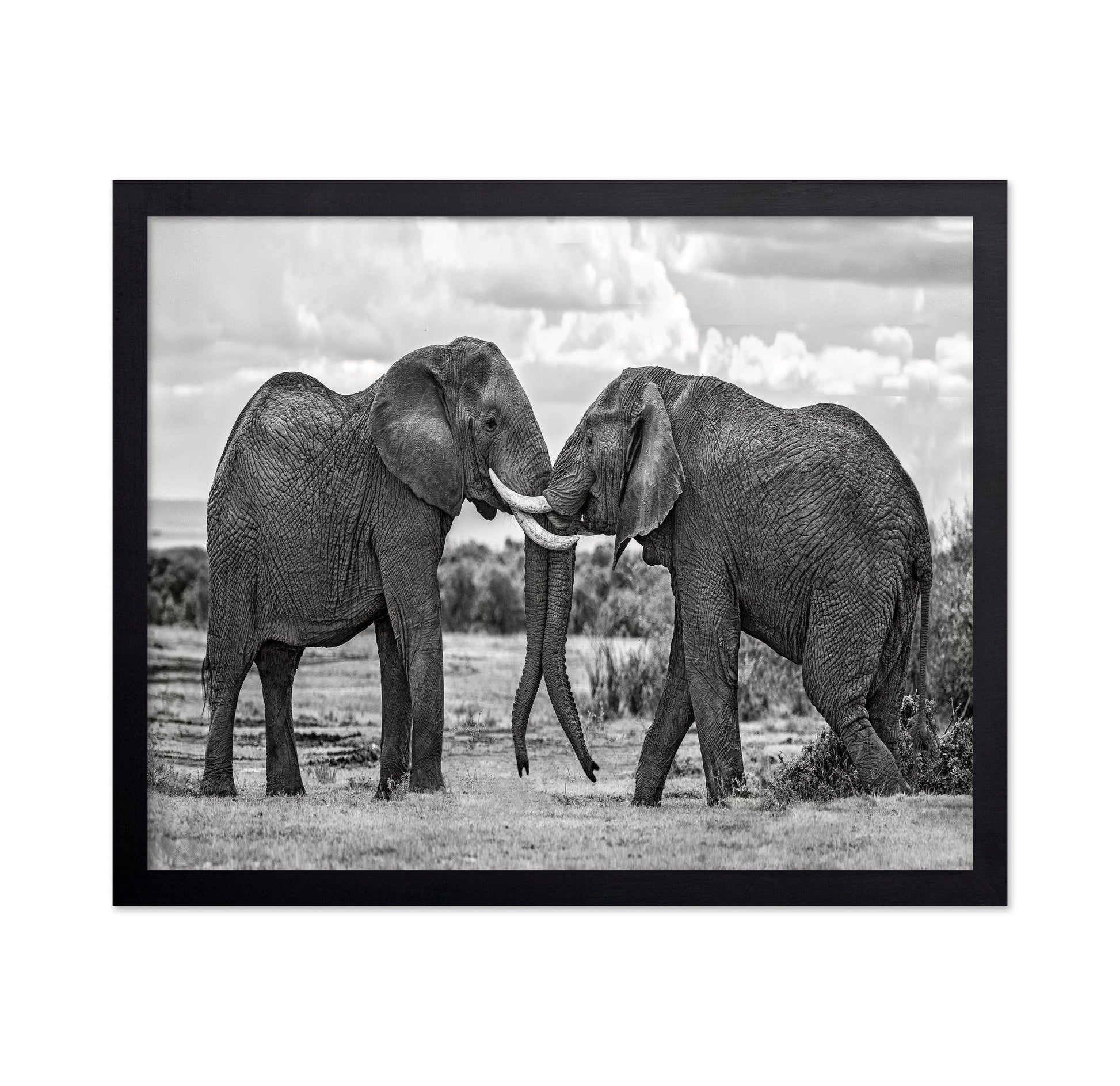 Elephants Gentle Bond