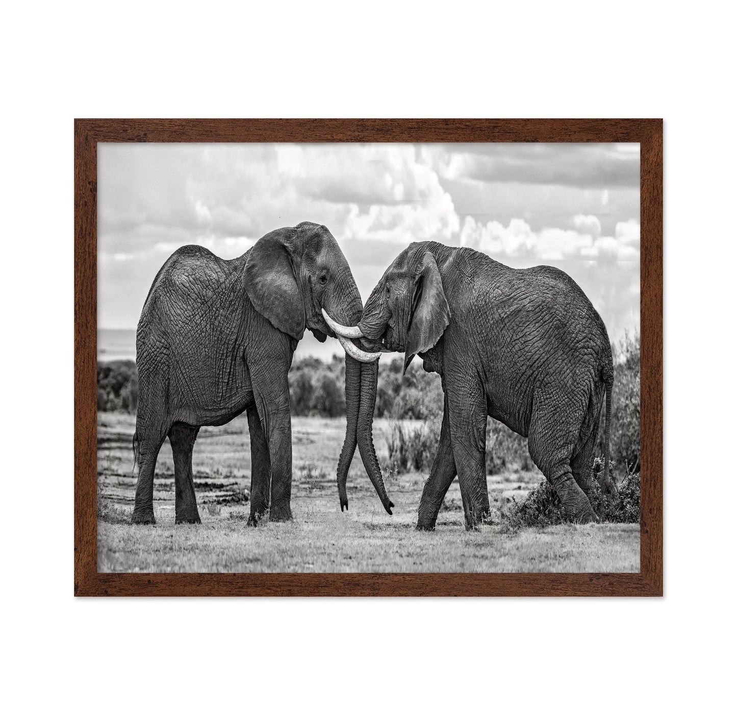 Elephants Gentle Bond