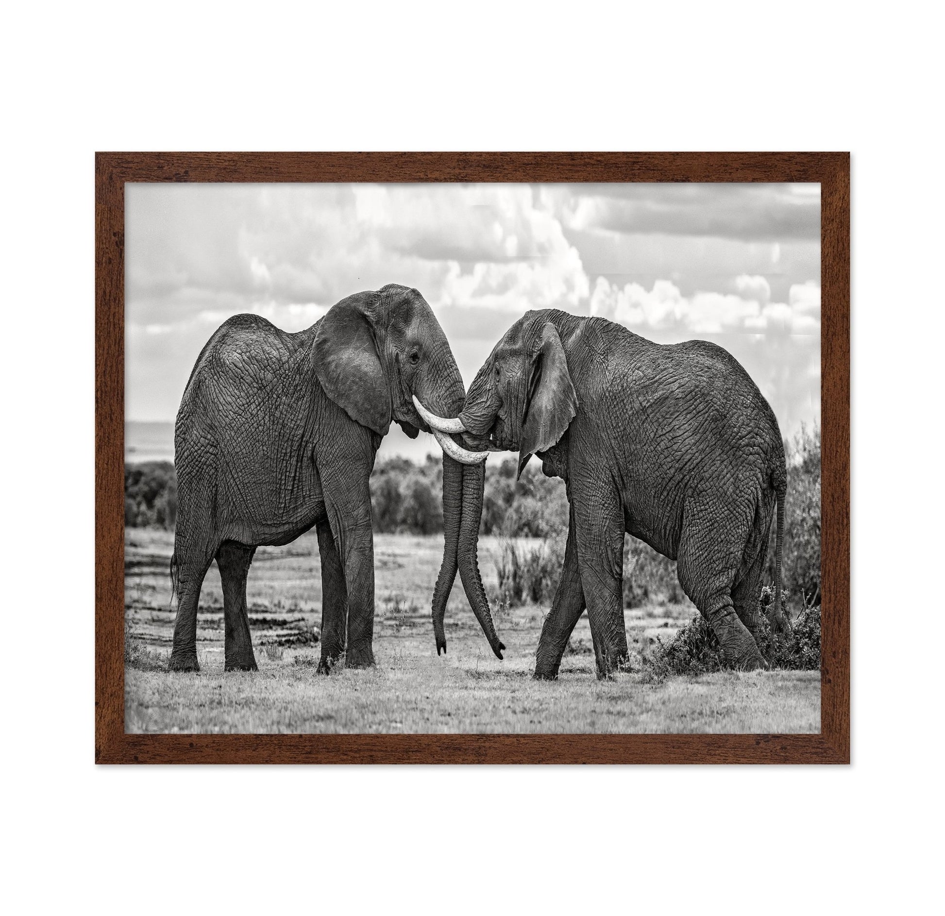 Elephants Gentle Bond