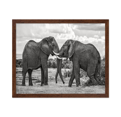 Elephants Gentle Bond