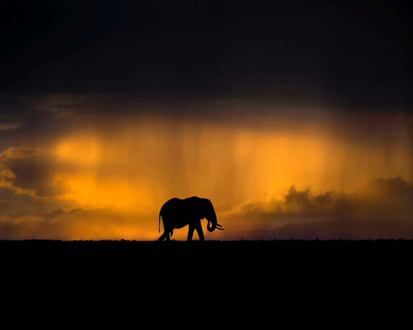 Elephant Sunset Silhouette No1