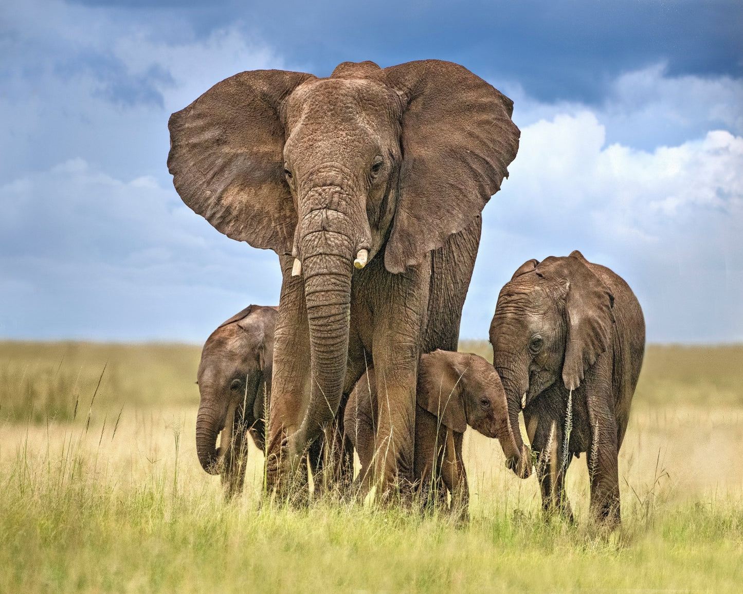 Elephant Family March