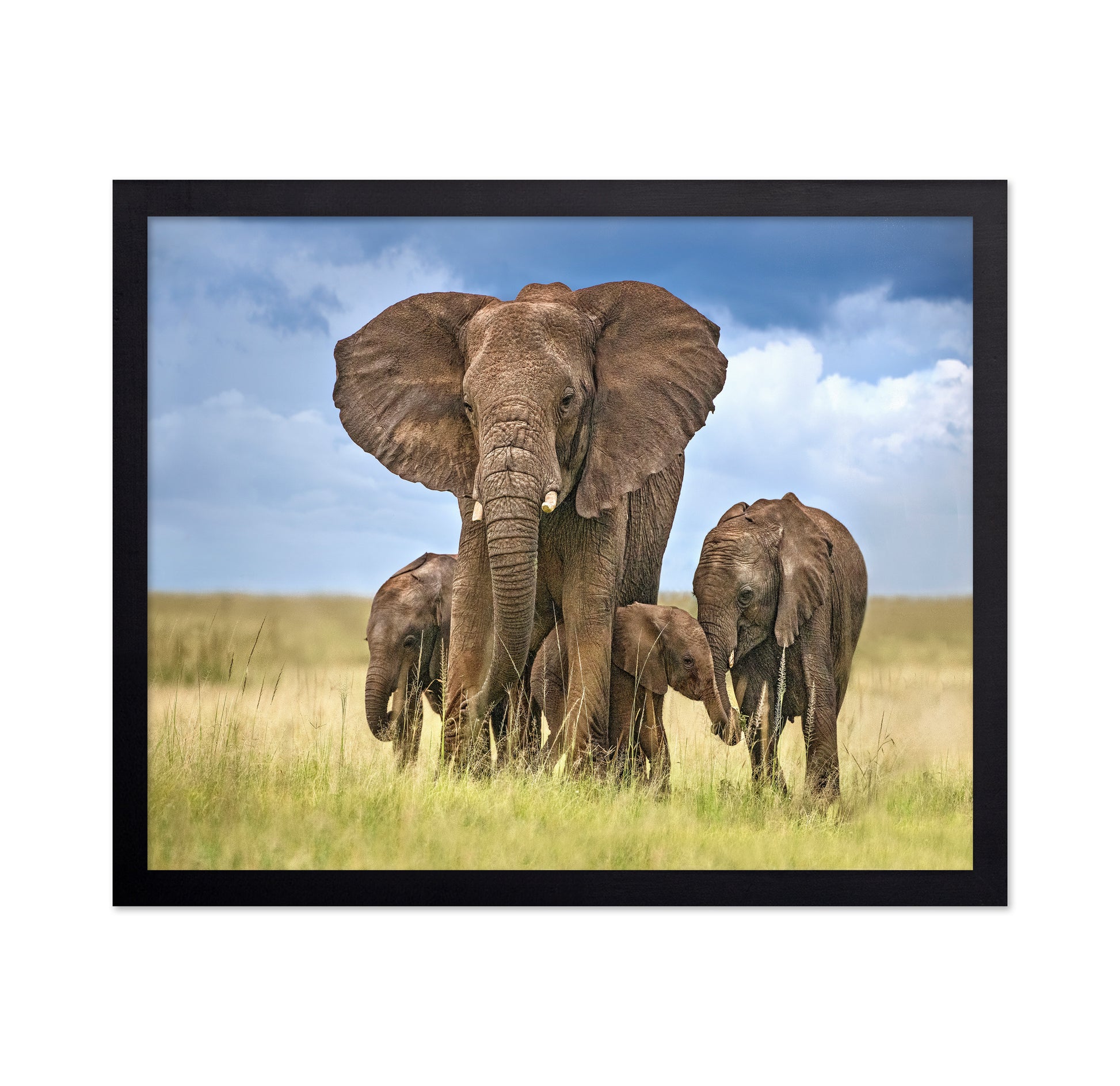 Elephant Family March