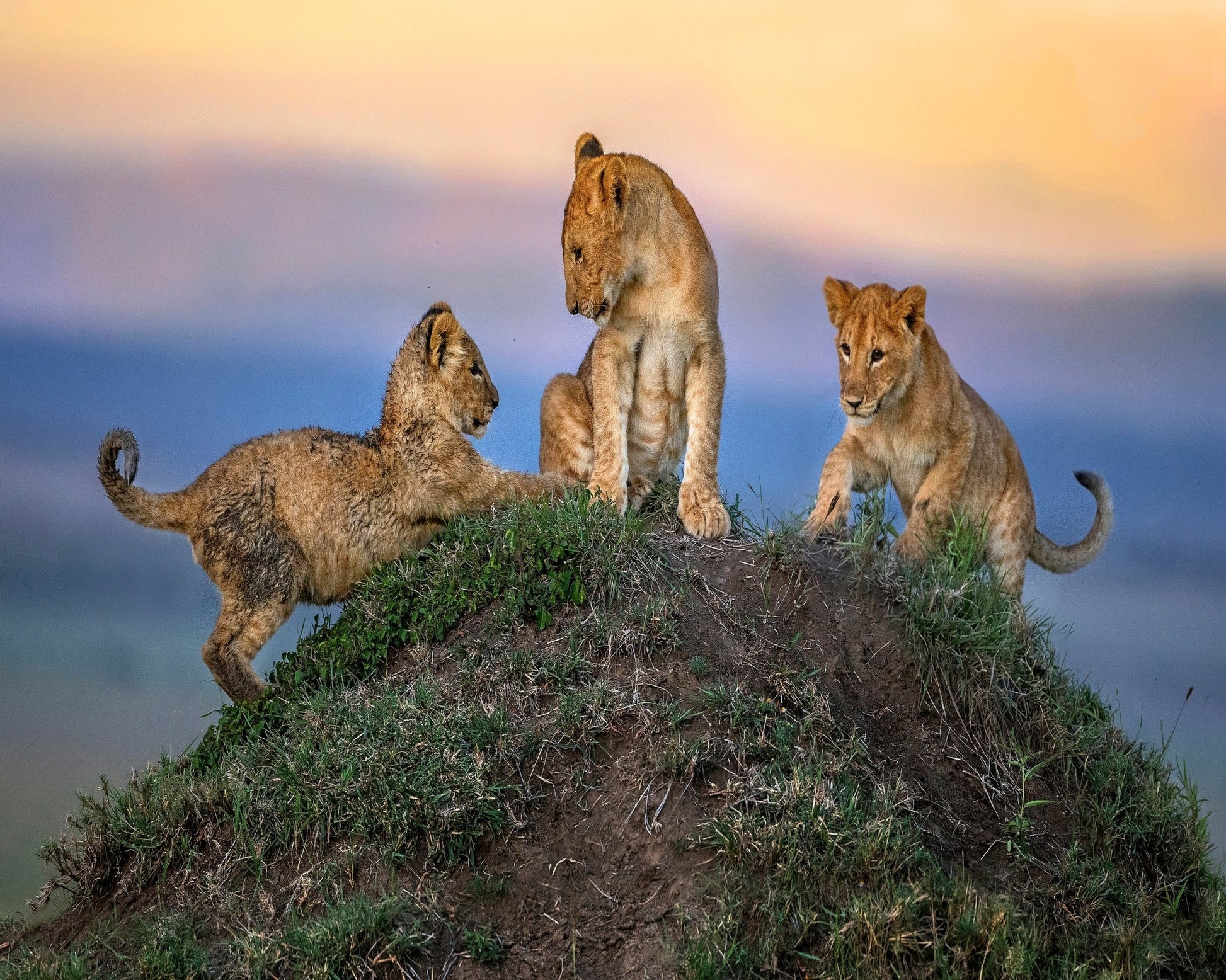 Lion Cubs Play Peak