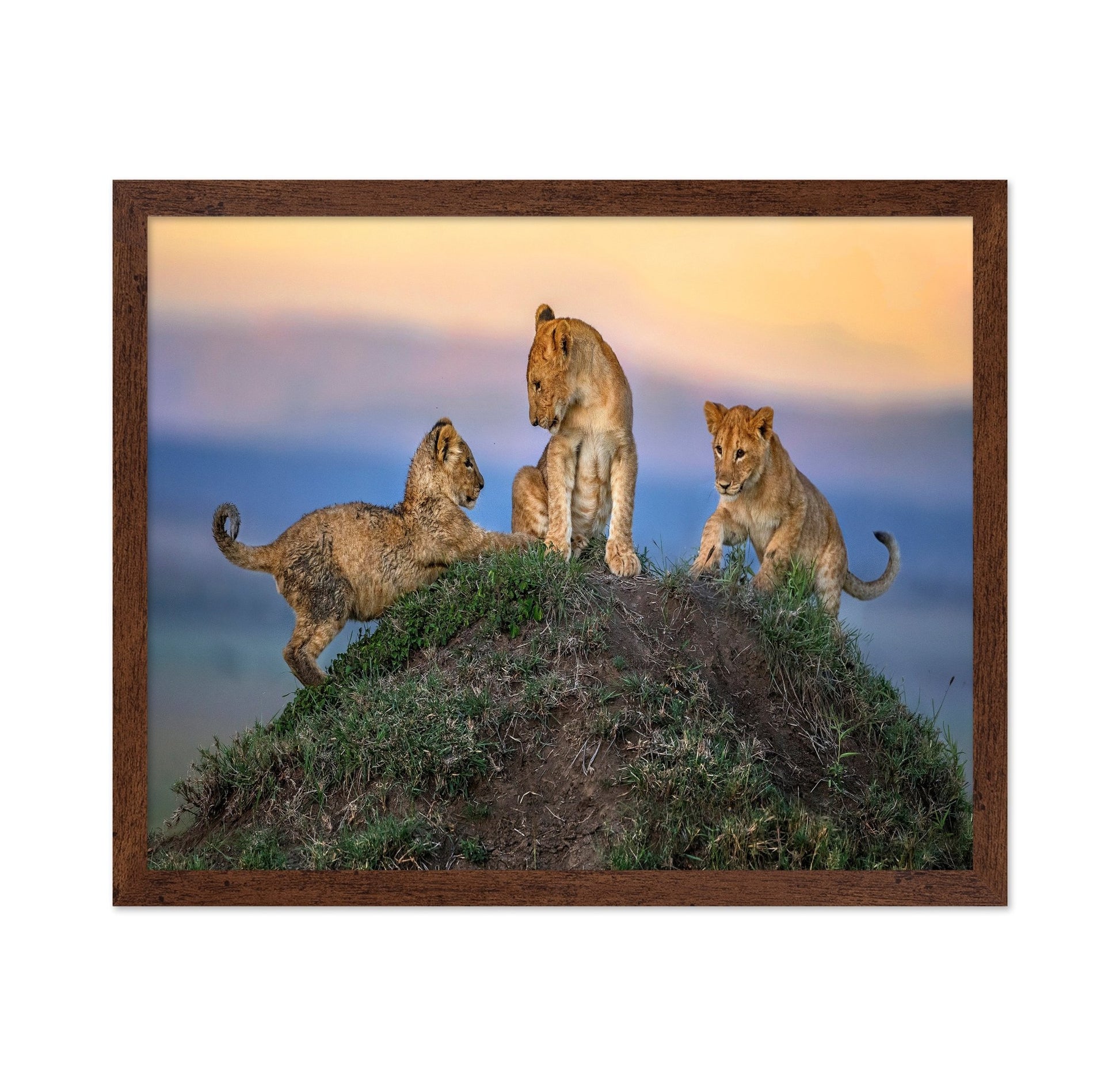 Lion Cubs Play Peak