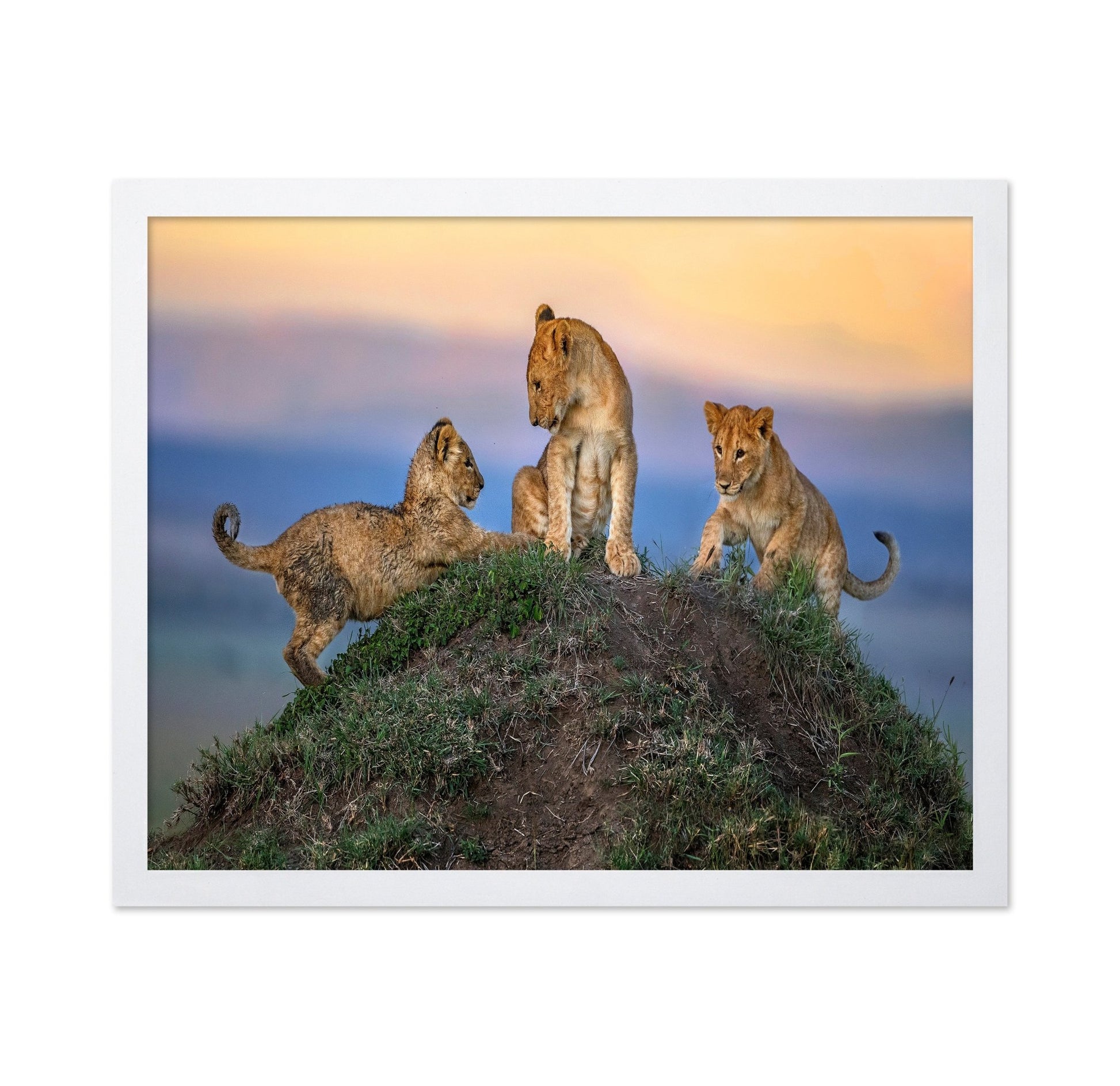 Lion Cubs Play Peak