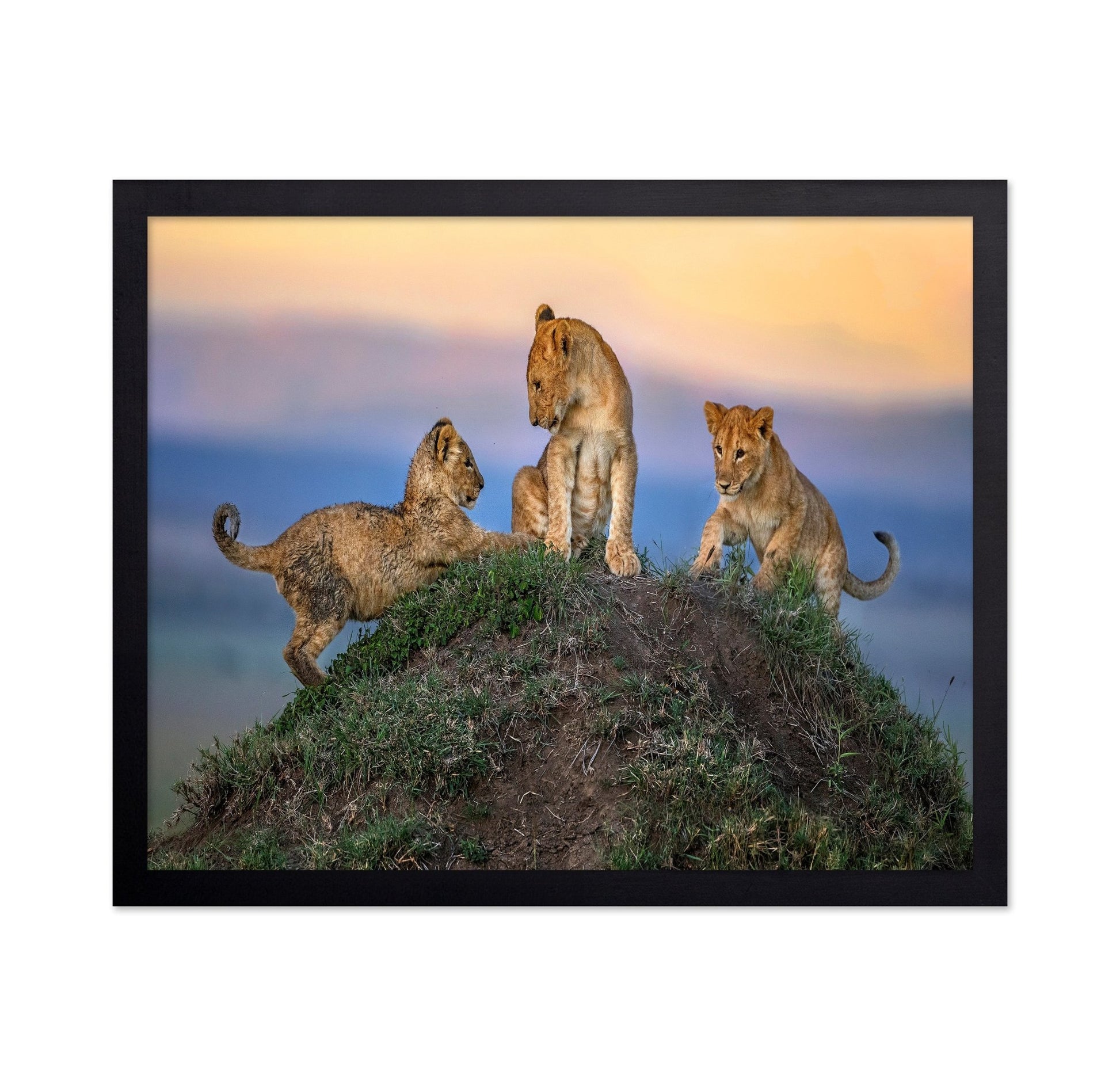 Lion Cubs Play Peak