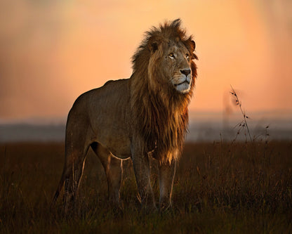Lion Golden Horizon