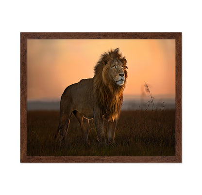 Lion Golden Horizon