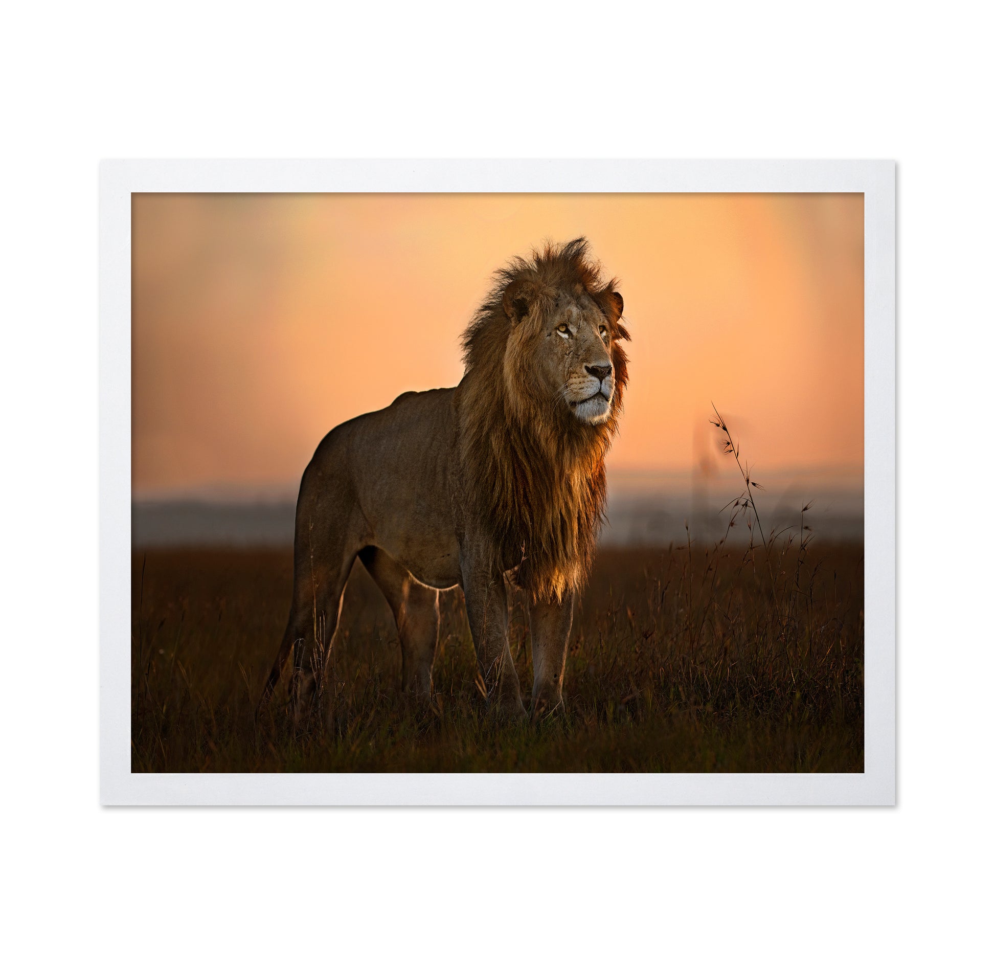 Lion Golden Horizon