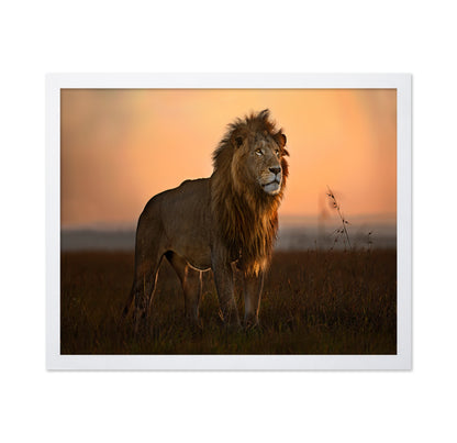 Lion Golden Horizon