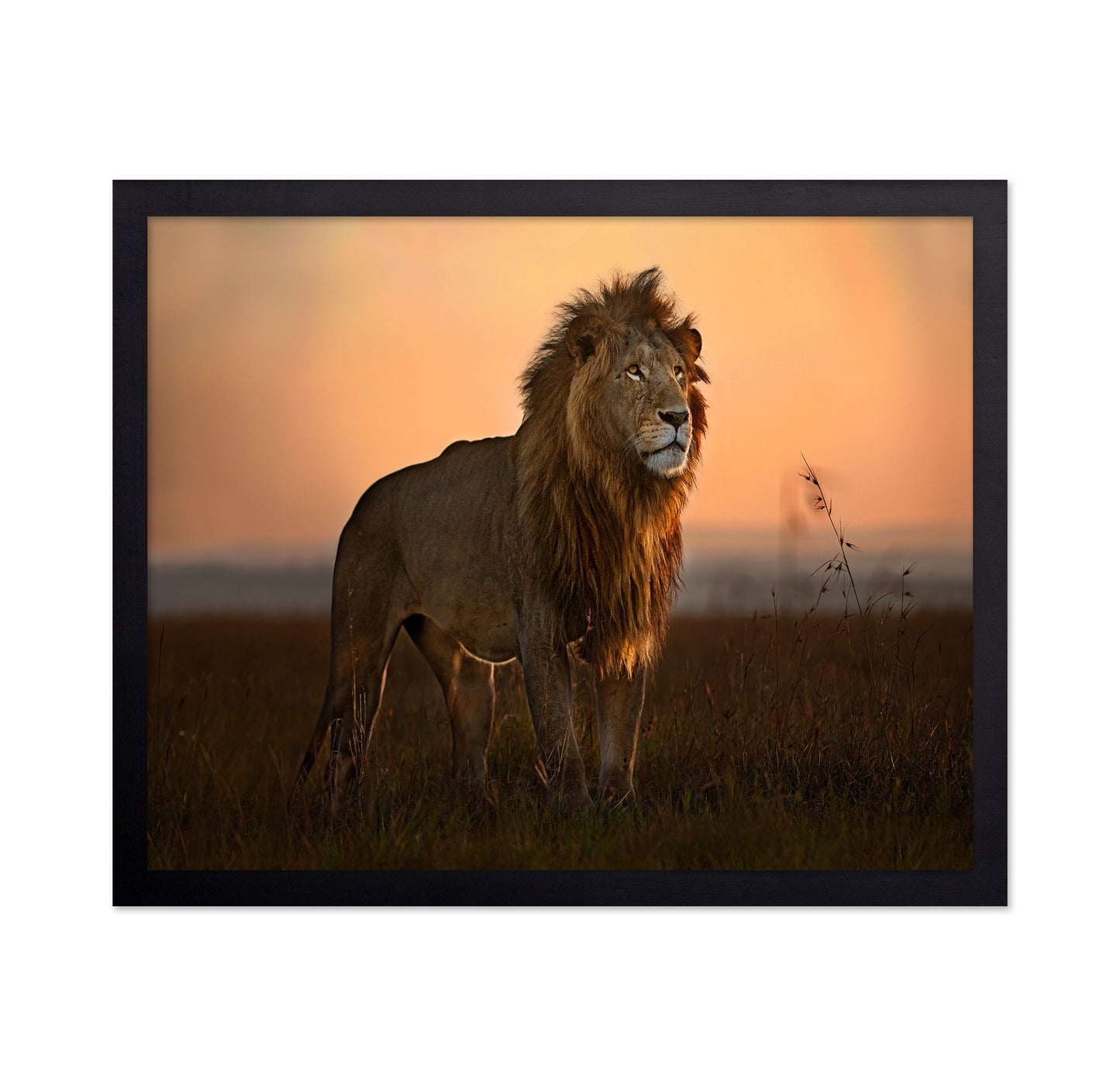 Lion Golden Horizon