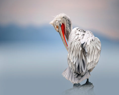 Pelican Soft Gaze
