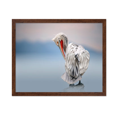 Pelican Soft Gaze