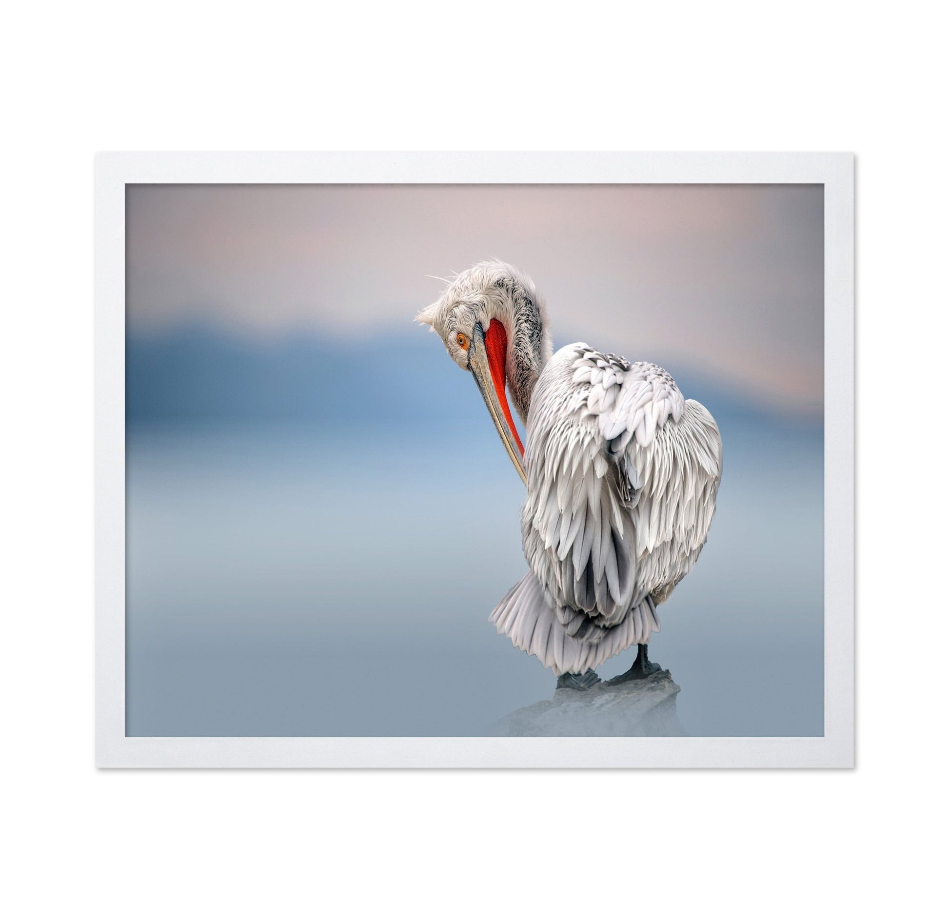 Pelican Soft Gaze