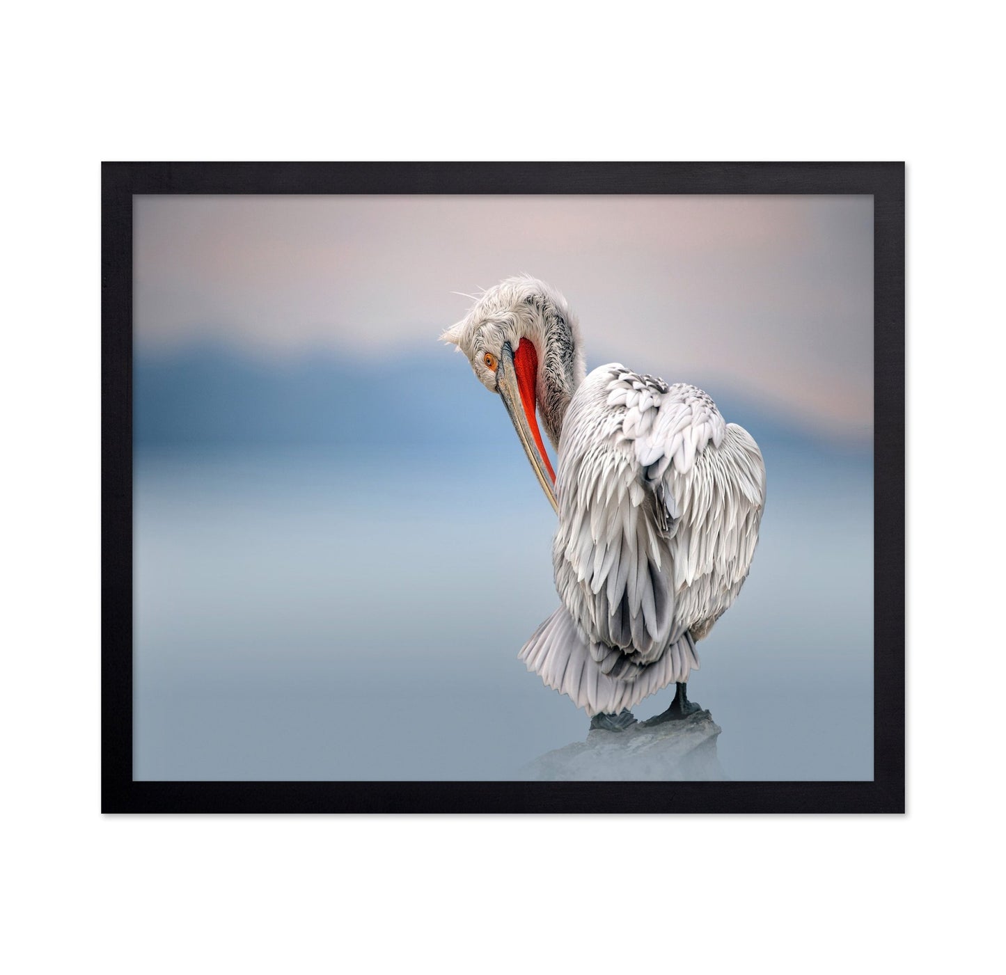 Pelican Soft Gaze
