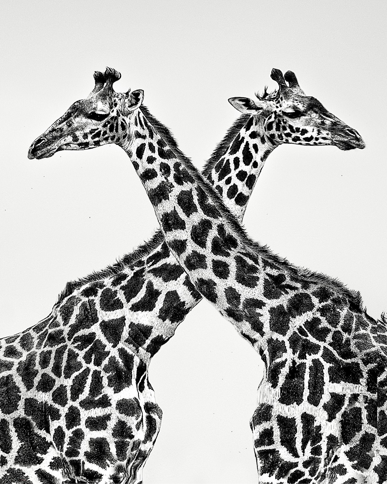 Giraffe Mirror Pair