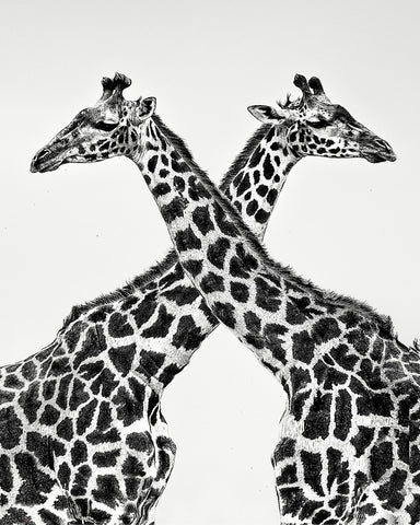 Giraffe Mirror Pair