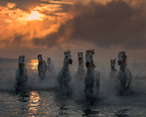 Wild Horses Sunset Run