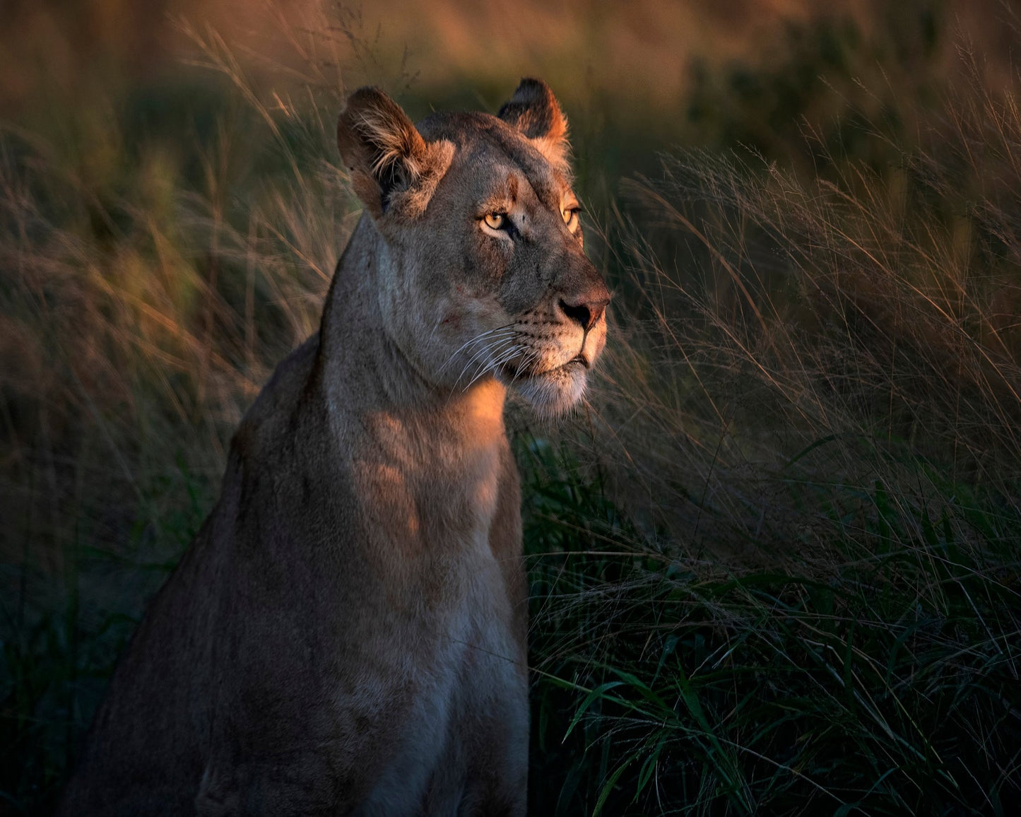 Lioness Golden Watch