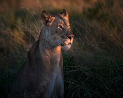 Lioness Golden Watch