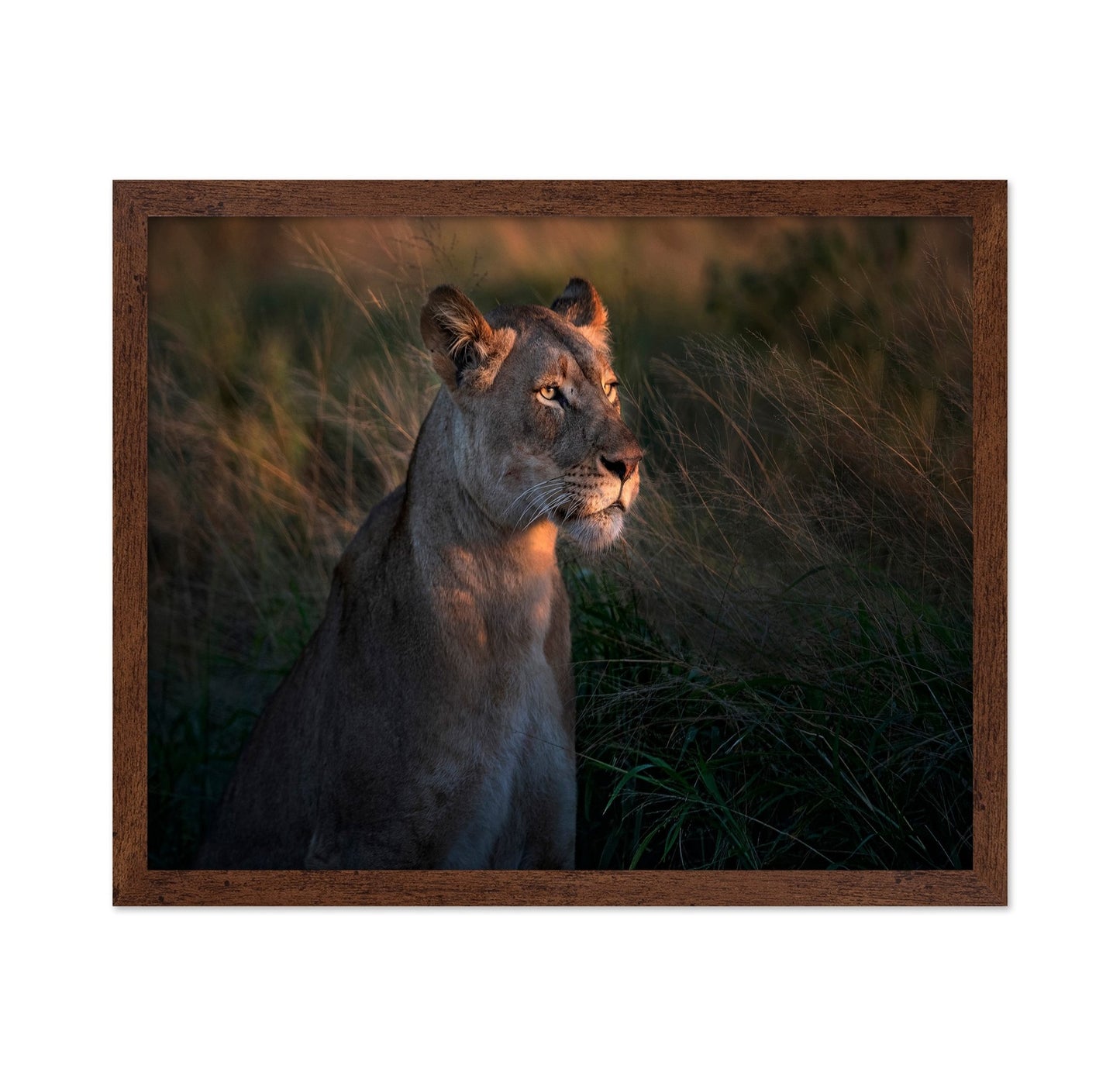 Lioness Golden Watch
