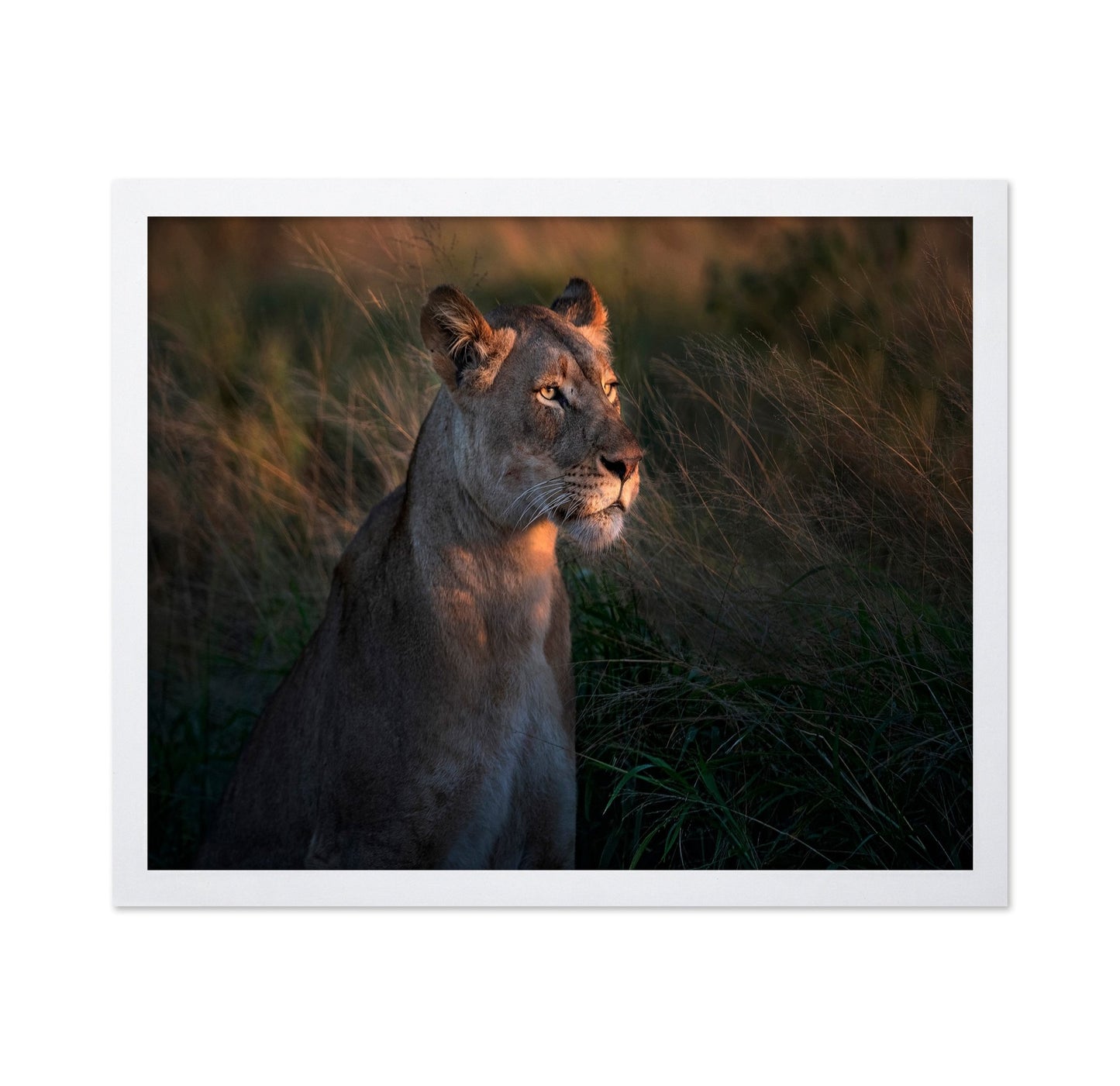 Lioness Golden Watch