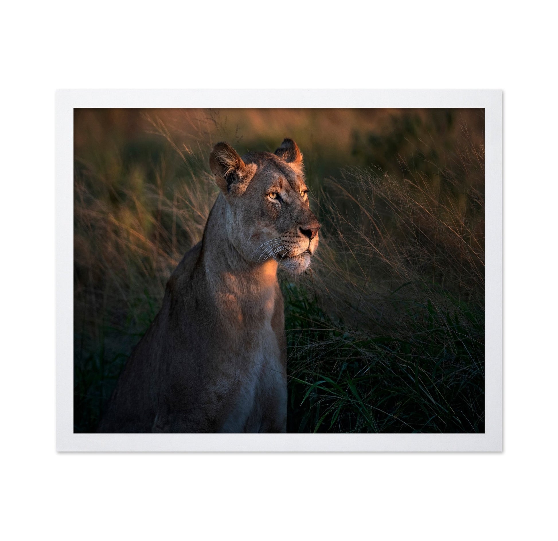 Lioness Golden Watch