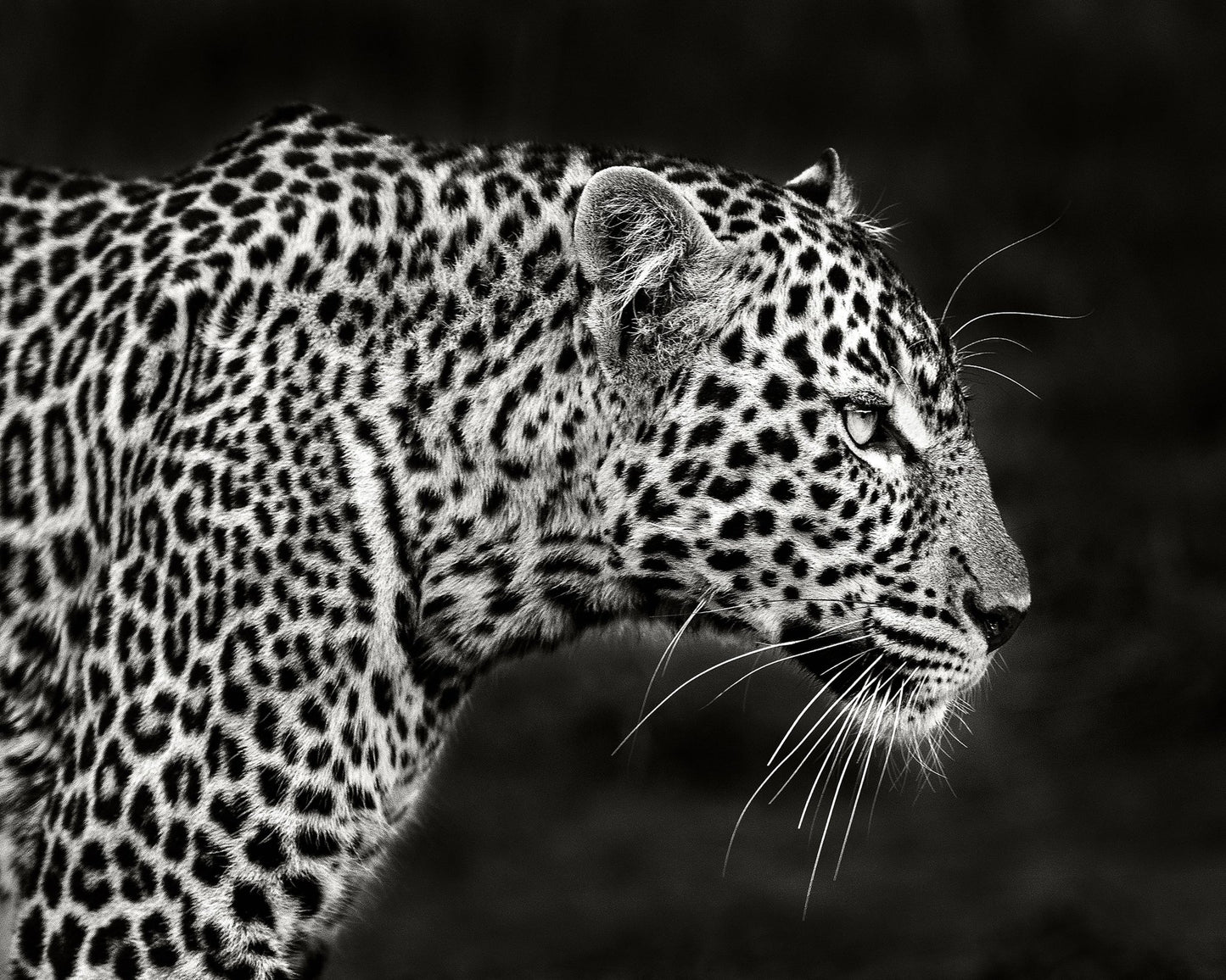 Leopard Silent Stare